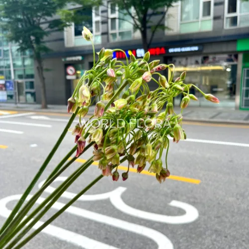 넥타로스코르둠 시쿨룸 불가리쿰 (10대)